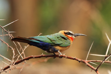 Weißstirnbienenfresser (Merops bullockoides) im Okavango Delta