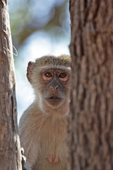 Südliche Grünmeerkatze (Cercopithecus pygerythrus)