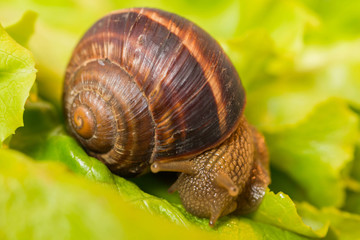 Snail [helix pomatia] eating and crawling on lettuce leaf
