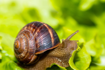 Snail [helix pomatia] eating and crawling on lettuce leaf
