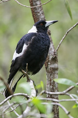 Flötenvogel (Gymnorhina tibicen)