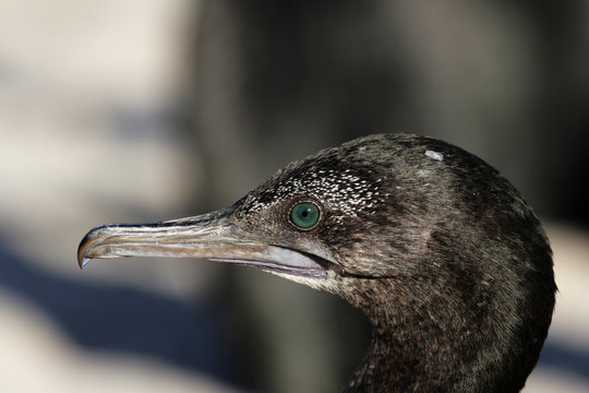 Schwarzscharbe (Phalacrocorax sulcirostris)