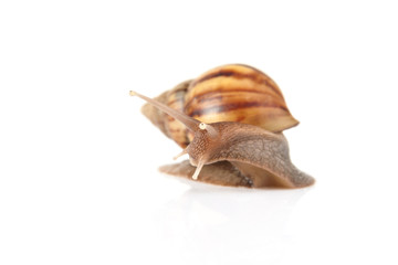 Garden snail isolated on white background.