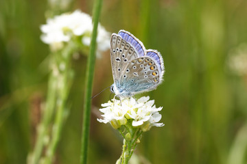 Modraszek korydon - Polyommatus coridon