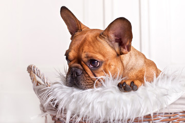französische Bulldogge im Körbchen