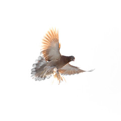 dove on white background