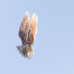 dove in flight in the sky