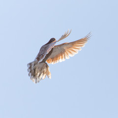 dove in flight in the sky