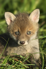 Red fox cub