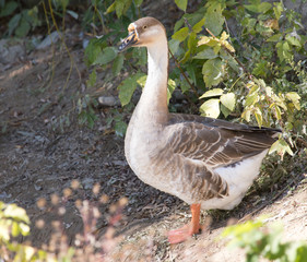 goose in the park outdoors