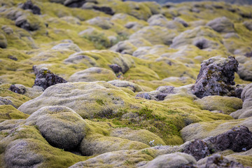 Iceland, moss musk landscape, wild nature