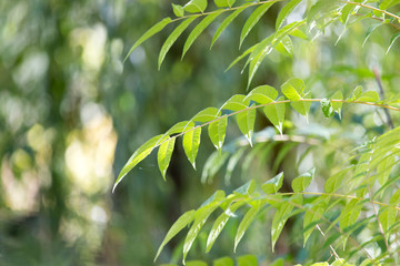 leaves on the tree in nature