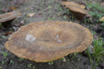 mushroom