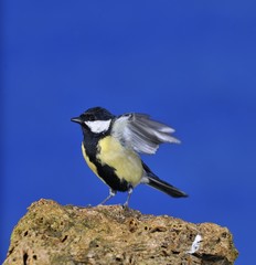 Great tit.