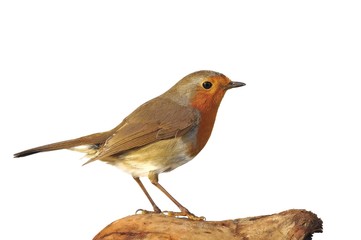 Robin.