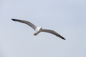 Sea gull in the sky