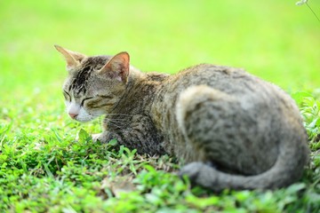 Cat on the grass