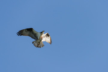Osprey Grasping a Fish