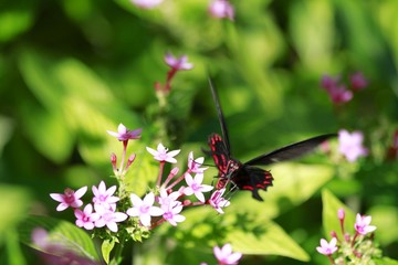 Pachliopta kotzebuea - Pink Rose butterfly