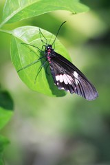 Heliconius melpomene - Postman Butterfly
