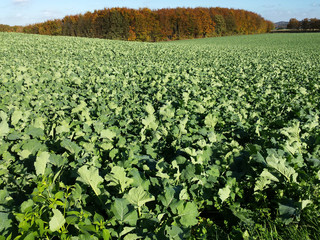 Fototapeta na wymiar Grünes Rapsfeld vor Herbstlandschaft