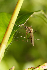 Culex pipiens