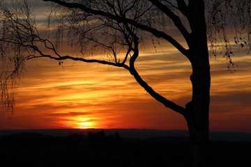 Baumsilhouette bei Sonnenuntergang