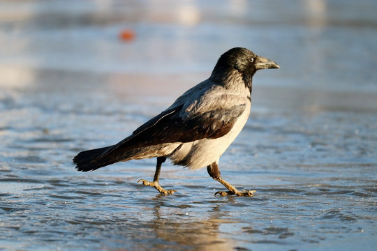 crow ice winter wildlife