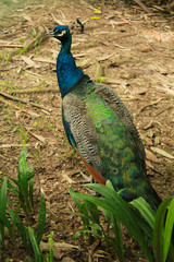 Naklejka premium Peacock