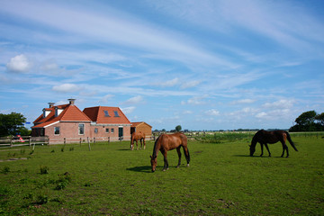 Grazing brown and black horses in a farm meadow