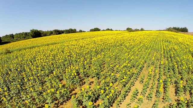 Aerial video a beautiful sunflower field 