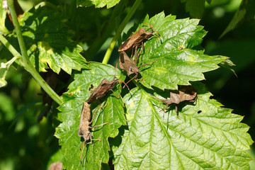 Coreus marginatus