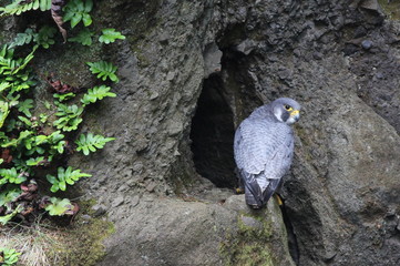 Peregrine Falcon at a Nest Site