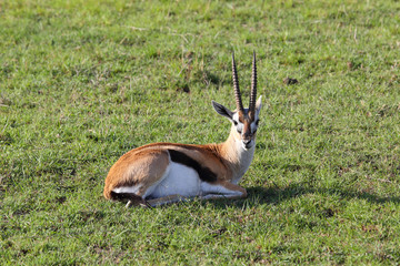 liegende Antilope