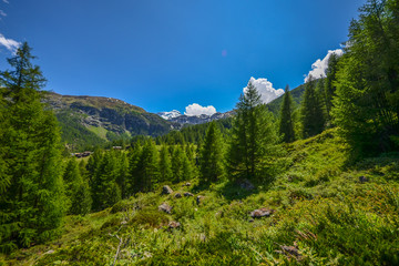 Fototapeta na wymiar Amazing greenery of Switzerland mountains