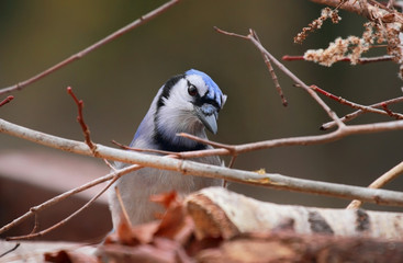 geai bleu en automne