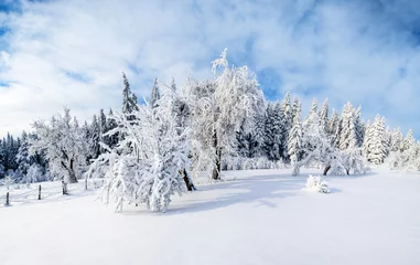 trees in winter