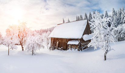 trees in winter