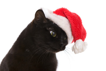 Black Cat Santa - cute christmas cat, Christmas pet with Santa C