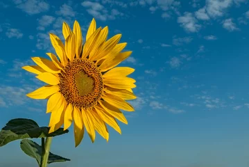 Photo sur Plexiglas Tournesol sunflower