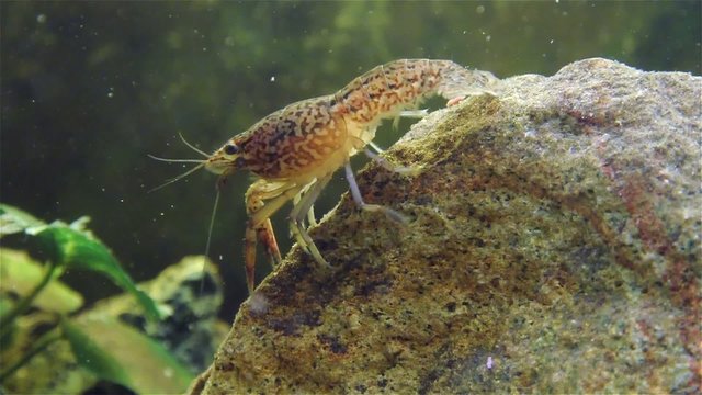 Live cray fish moving underwater