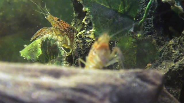 Live cray fish moving underwater