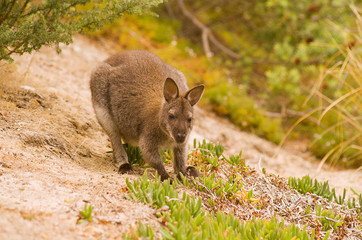 Fototapeta premium Bennett's Wallaby