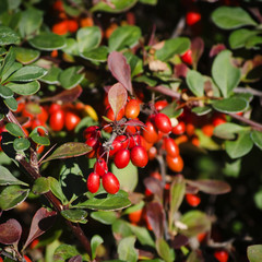 Red Barberry