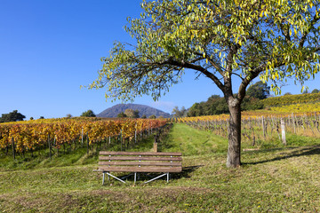 Herbst in den Weinbergen bei Birkweiler