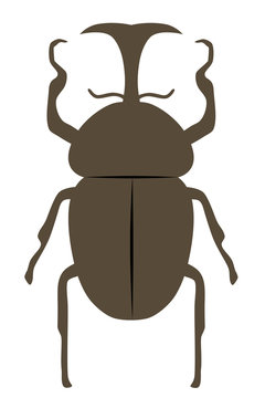 カブト虫 Images Browse 1 001 Stock Photos Vectors And Video Adobe Stock