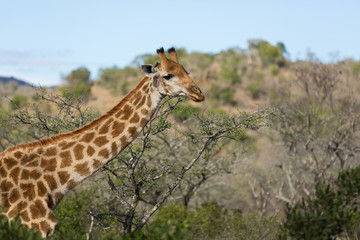 Obraz premium african giraffe closeup