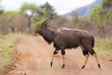 Nyala