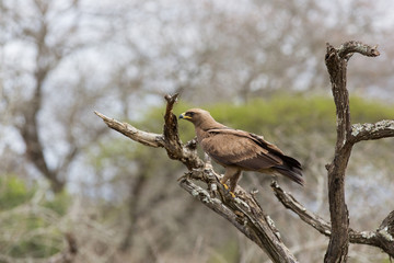 african hawk eagle