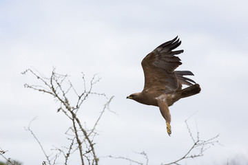 african hawk eagle in flight